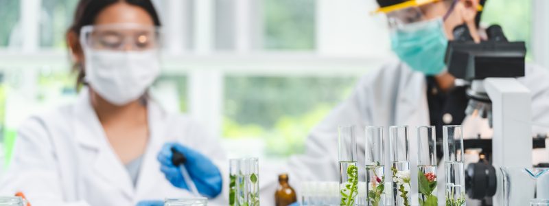 eco skin care beauty products in laboratory development concept, Natural drug research with organic plants and scientific extraction in glassware, Alternative green herb medicine for body health care